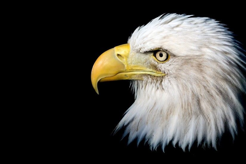 Desktop Backgrounds - bald eagle image, Wenham Smith 2017-03-09