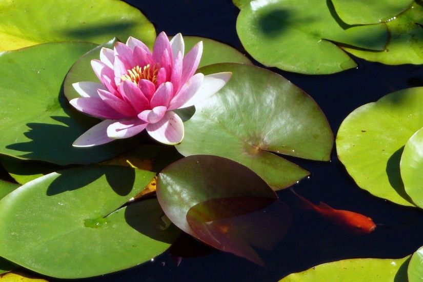 Lily Tag - Water Lily Fish Firefox Persona Pool Gold Nature Flower Pads  Pond Wallpapers For