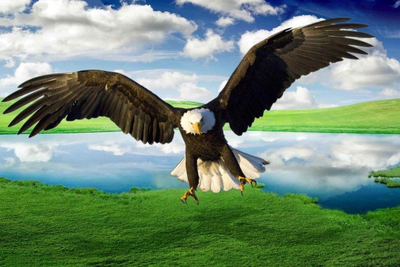 Flying Eagle HD Wallpapers