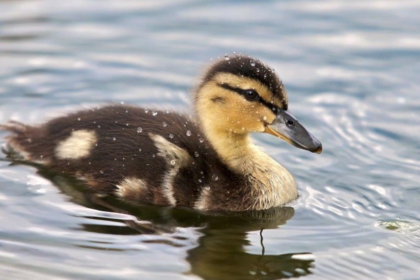 Duckling Tag - Duck Fluffy Feather Duckling Water Drop Drops Baby Animals  Background Photo for HD