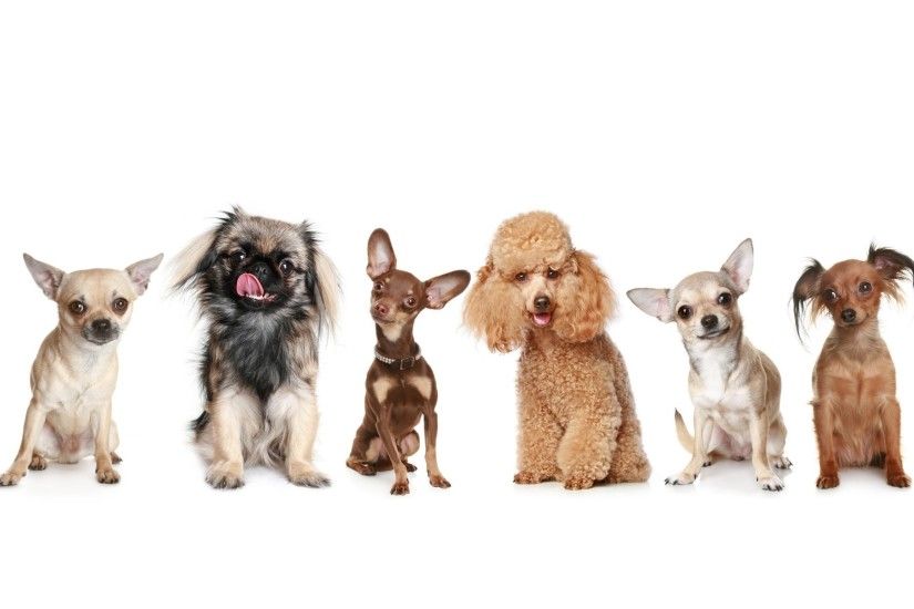 dogs pinscher pekingese poodle chihuahua toy terrier