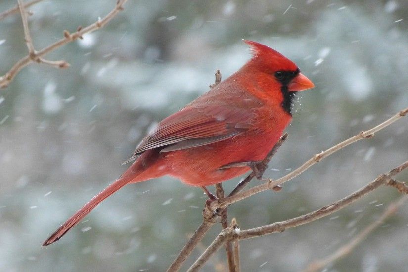 ... 3840x2560presolution beautiful red bird wallpaper during winter