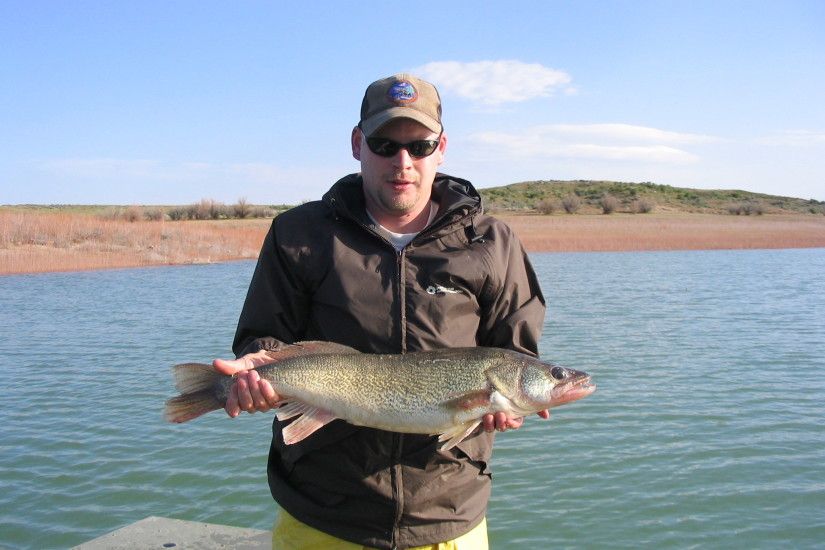 Walleyes grow large in Yuba Reservoir. Here's one we netted during a 2008  survey.
