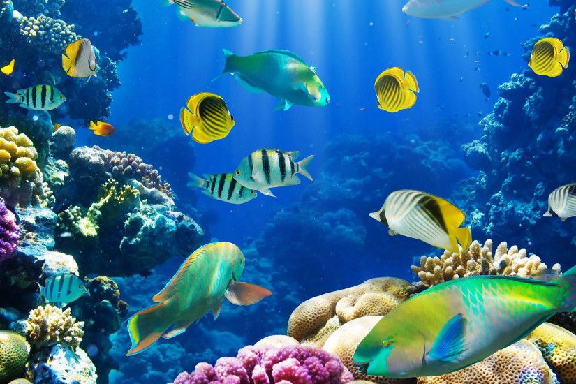 Animal - Fish Animal Tropical Fish Tropical Ocean Underwater Butterflyfish  Wallpaper