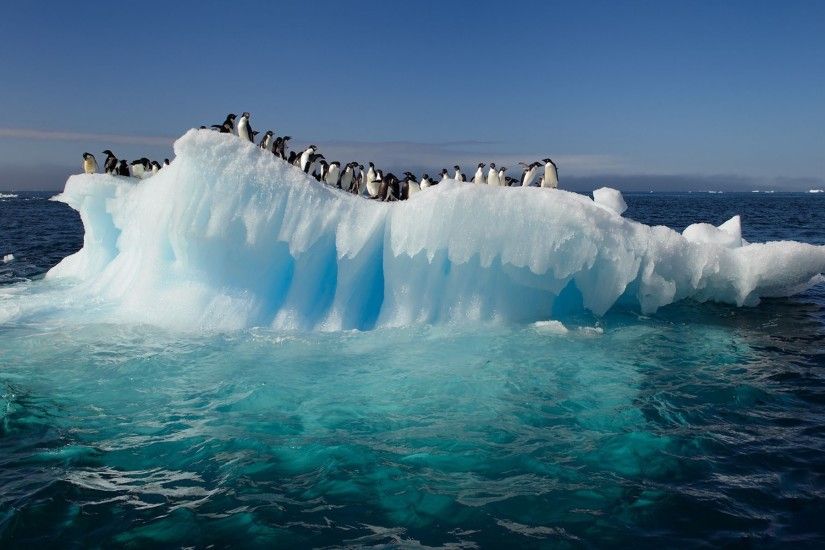 penguins sea iceberg ice Arctic Freezing ocean wave 1920x1200 px wind wave  sea ice arctic ocean