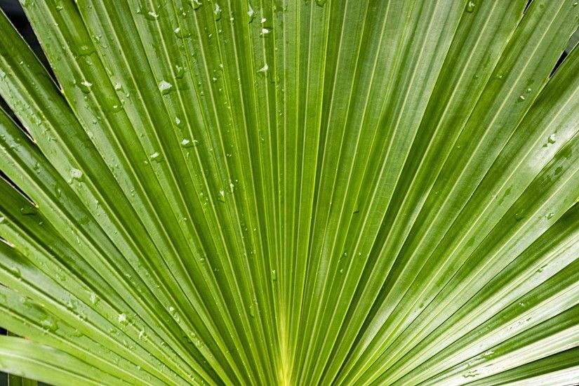 Green water drop plants palm leaves wallpaper