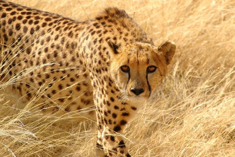 HD Wallpaper | Background ID:287226. 2560x1600 Animal Cheetah