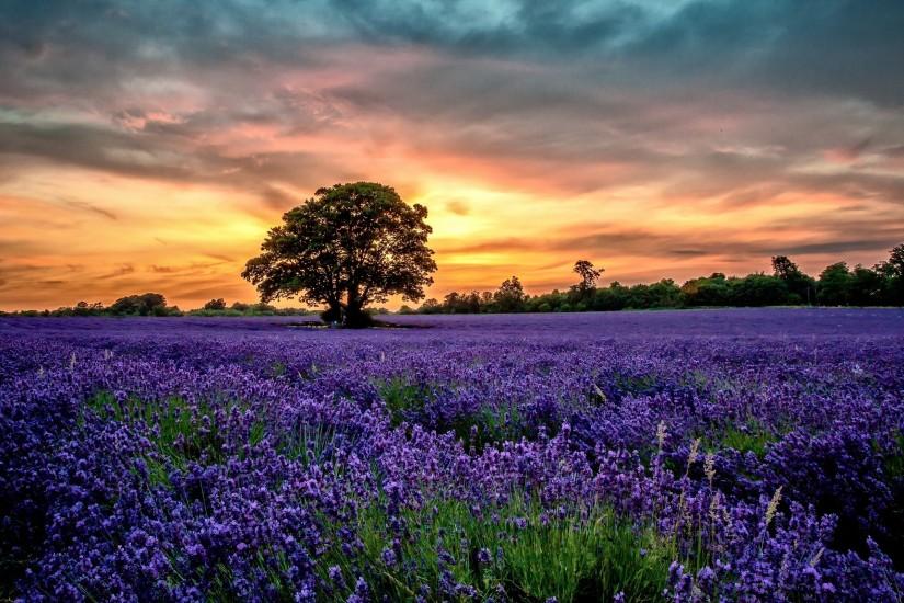 flowers sunset field lavender scenery wallpaper