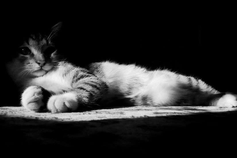 Lazy Kitten in Black and White wallpapers and stock photos
