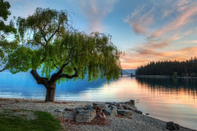 Landscapes Serene Tree Zealand New Lake Wallpapers Nature Images