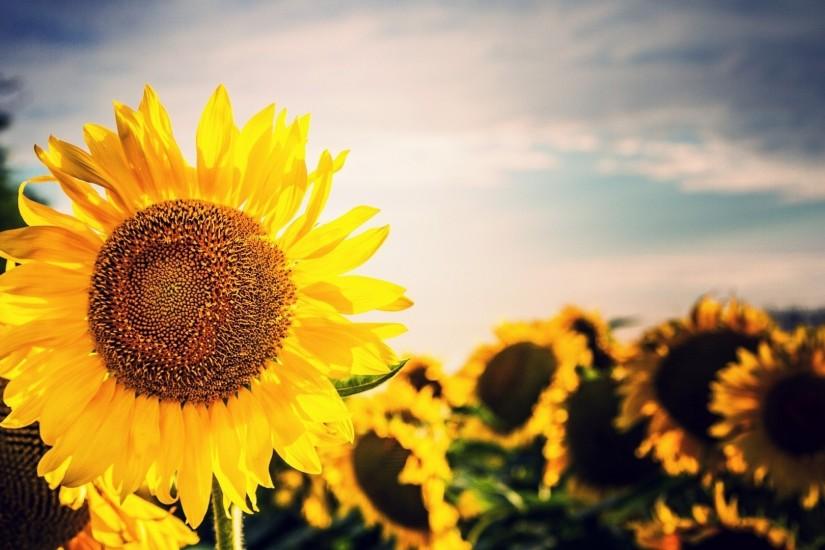 cool sunflower wallpaper 1920x1080 for android 40