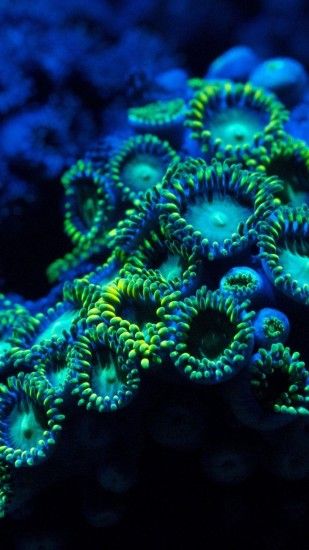 Blue Underwater Zoanthids Coral Reef Android Wallpaper ...