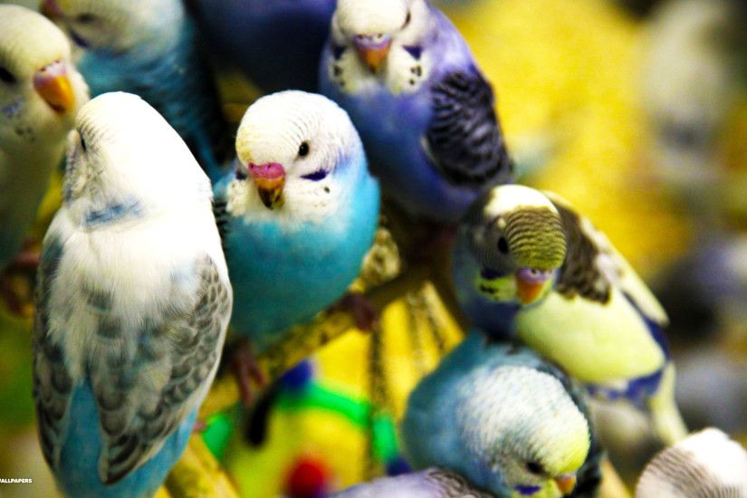 parakeet flock hd desktop wall