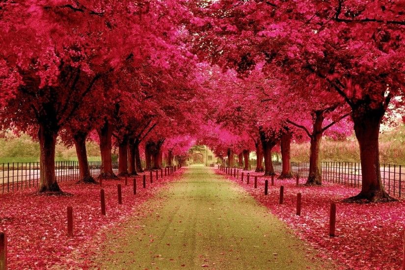 Flowers and Trees Walkway HD Wallpaper for laptop, desktop & mobile. We  have best collection of beautiful landscape wallpaper hd and widescreen  resolutions