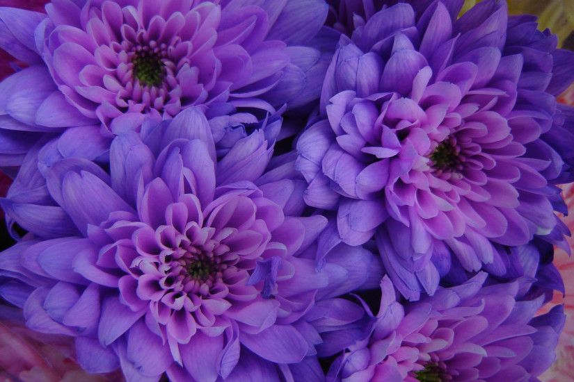 Purple flower desktop clipart
