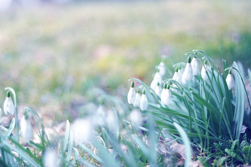 Preview wallpaper spring, snowdrops, grass, light, march 1920x1080