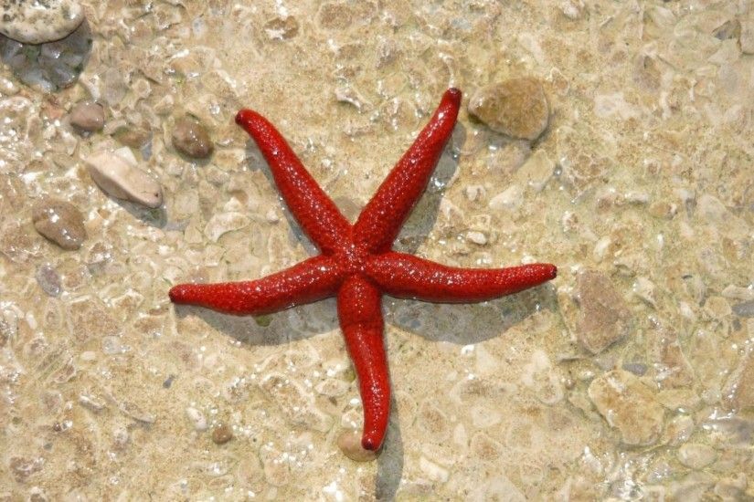 mermaid, underwater, water Â· starfish, red, beach