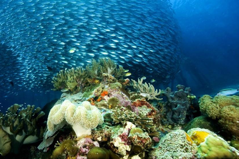 ... Barrier Reef wallpaper background 0 HTML code. underwater ocean sea  nature