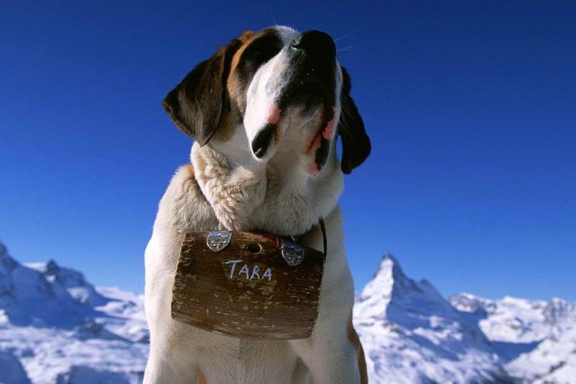 High resolution animals desktop wallpaper of St Bernard Matterhorn Zermatt  Valais Switzerland (ID: