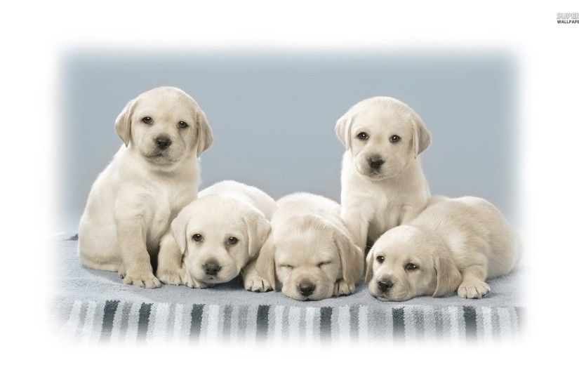 Cute Labrador Puppies Wallpaper Animal Wallpapers 25640 .