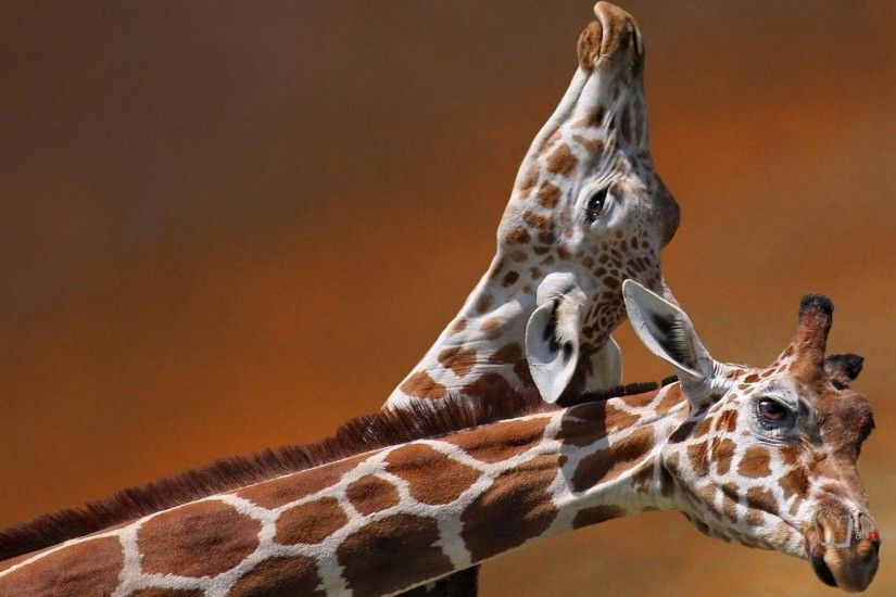 giraffe wallpaper
