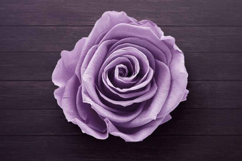 #rose, #flowers, #hd, #purple