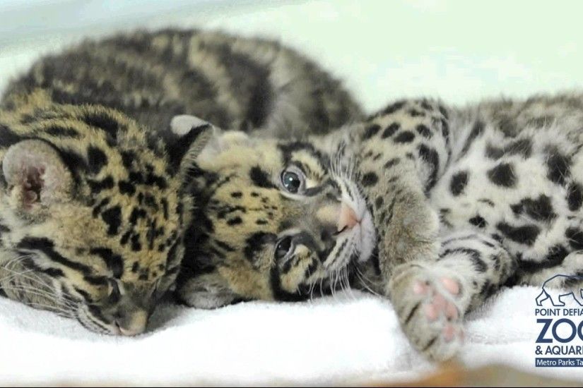 Sleeping clouded leopard cubs at Point Defiance Zoo