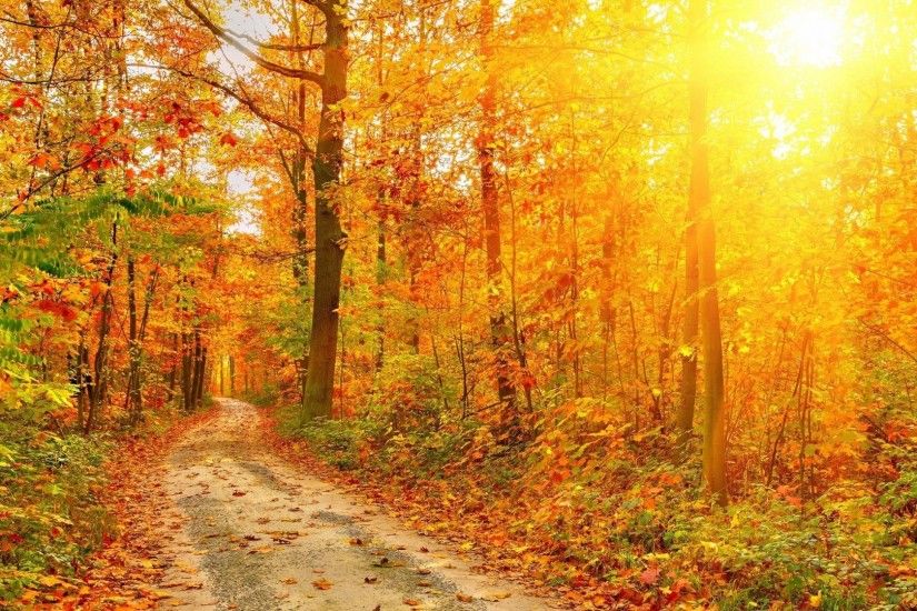 Foliage Tag - Foliage Fall Sunlight Rustic Path Autumn Hd Nature Scenery  for HD 16:
