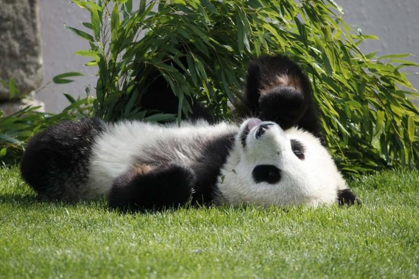 2560x1440 Wallpaper panda, lie, grass
