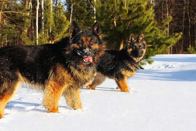 Black And Brown German Shepherd In Snow