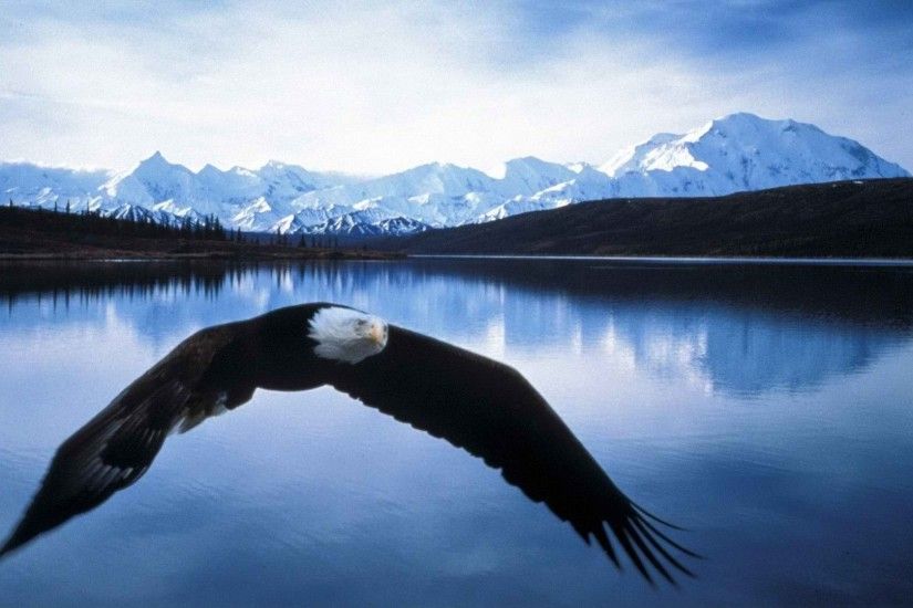 Best 25+ Eagle wallpaper ideas on Pinterest | Philadelphia eagles wallpaper,  Philadelphia eagles logo and Philadelphia eagles