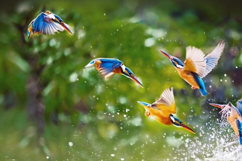 Animal - Kingfisher Flight Steep Dive Bird Animal Wallpaper