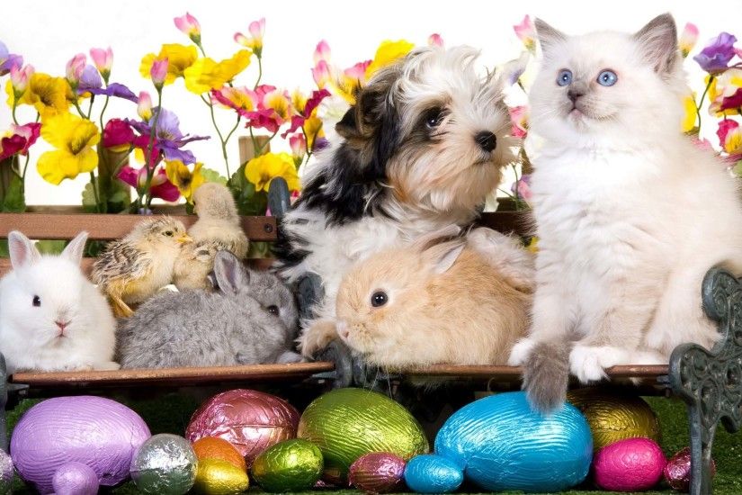Hapy Easter Kitten Dog Puppy Rabbits Chickens Eggs Flowers 1920x1200  Wallpaper - Cool PC Wallpapers