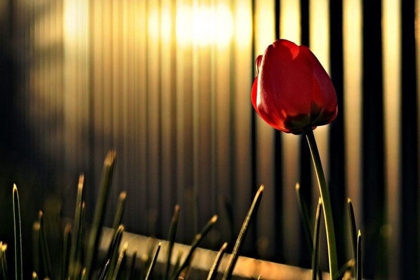 Red Tulips HD Wallpaper 2