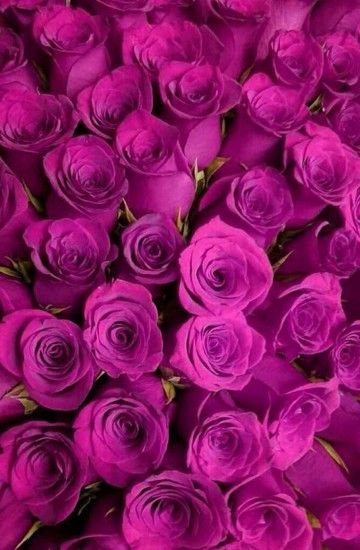 Photo Purple Roses Wallpaper, Pink Roses Background, Flower Wallpaper,  Wallpaper Backgrounds, Flower