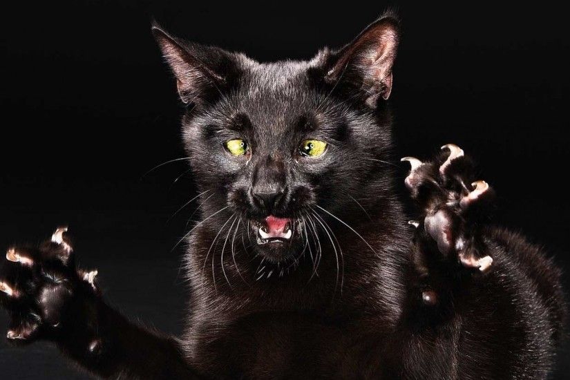 Download now full hd wallpaper dark evil cat claw ...