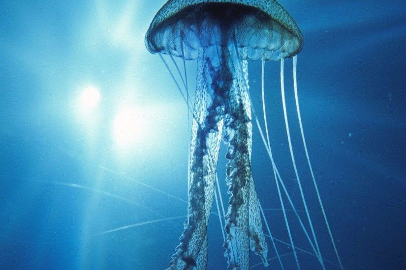 Amazing Jellyfish Wallpapers taken from Jellyfish Wallpaper .
