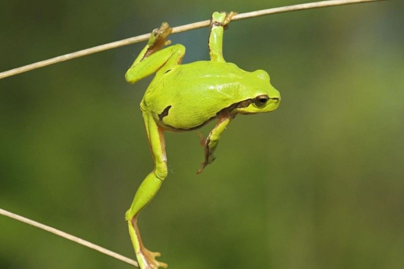 green frog wallpaper. Â«Â«