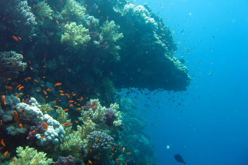 Underwater Wallpaper, ocean wallpaper, marine life on Elphinstone #8017