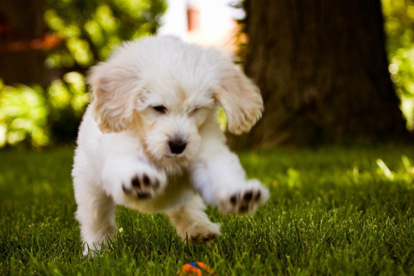 Most Beautiful Dog Puppy Wallpapers