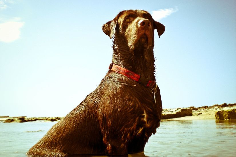... wallpaper Labrador Retriever head Chocolate Labrador Retriever in water  ...