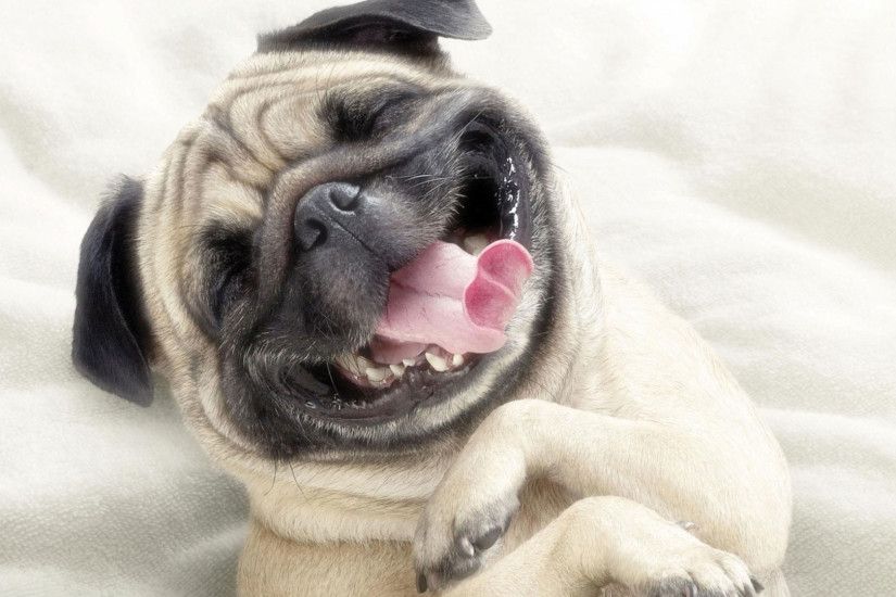 hd pics photos cute stunning pug dog in bed funny pet dogs hd quality desktop  background