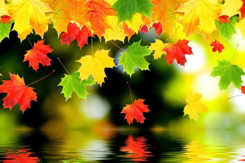 Leaves Autumn Fall Foliage Water Free Nature Desktop Wallpapers Backgrounds