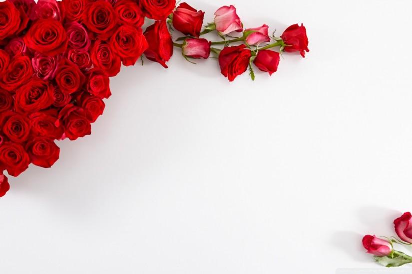 best rose background 1920x1200 for windows 10