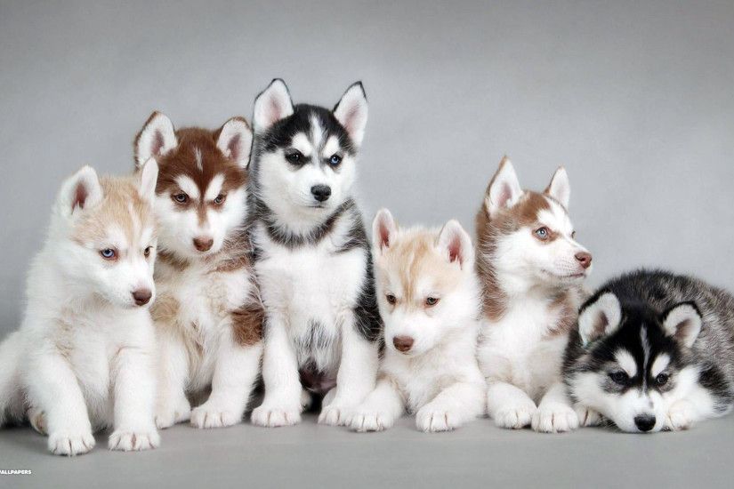 Siberian Husky Dogs Desktop Pictures. Siberian husky dogs