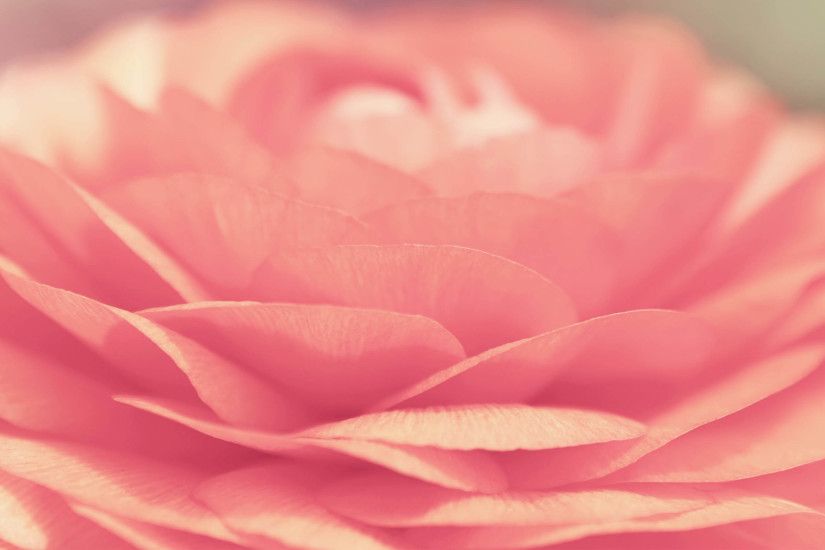 Glamorous Flower Wallpaper Desktop Background. Full Resolution:2560x1600px  ...