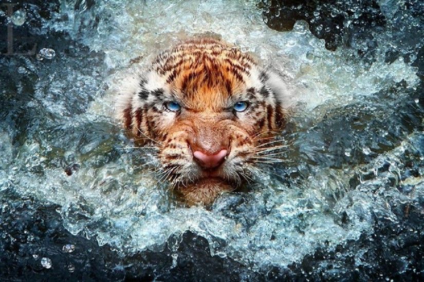 tiger-wildlife-photography-desktop-wallpaper