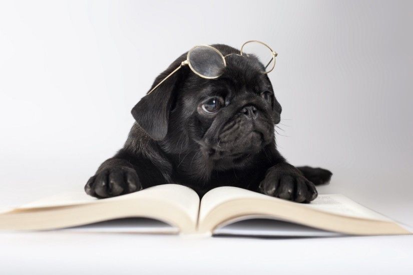 ... Pug reading a book