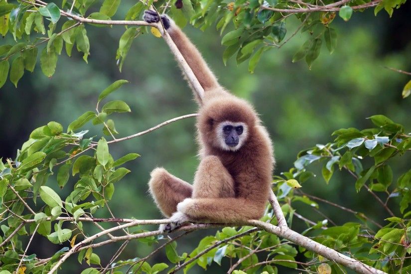 ... Top 25 most beautiful monkey photos HD in the world