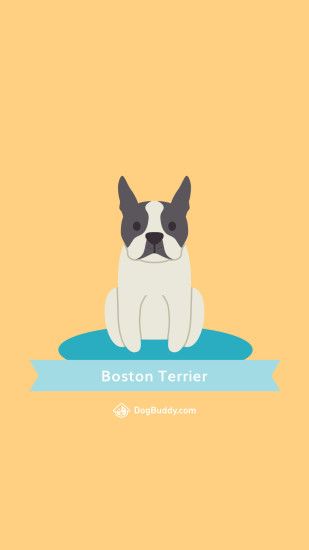 Download: Boston Terrier Mobile Woofpaper